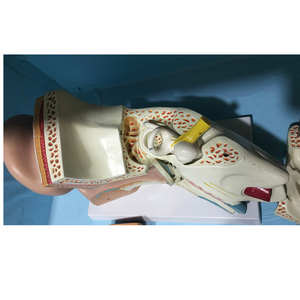 İnsan kemiklerinin anatomik modeli kulak anatomik modelini 5 kez büyütür - Product Image 4