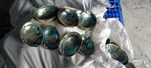 7-13cm doğal ham çin Abalone kabuk leke için adaçayı abalone kabuk yanan - Product Image 4