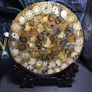 Disco de rebanada de fósiles de caracola Natural arcoíris amonita fósil piedra Caracol espécimen fósil para decoración del hogar - Product Image 3