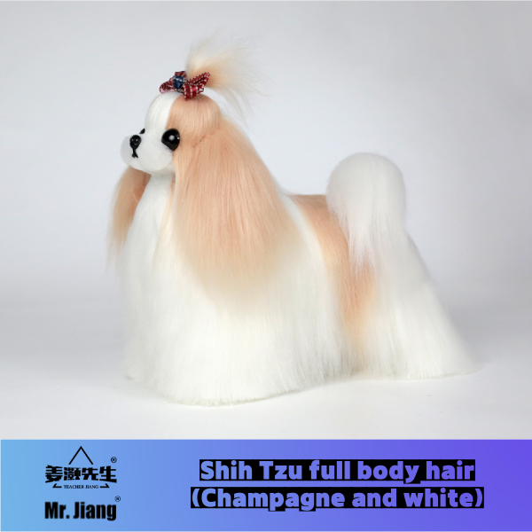 Shih Tzu, poils complets, champagne et blanc.