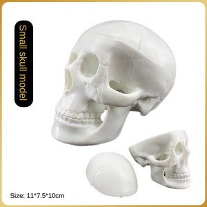 <strong>Art</strong> Medical PVC Anatomical Specimen Standard Color Plastic Skull Model for Training Human Skeleton Partition - Product Image 6