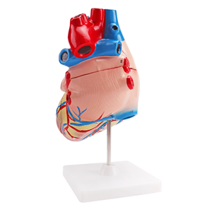 3D <strong>Human</strong> Anatomical Model <strong>Human</strong> Heart Model for One-stop Supplier Medical Science Plastic Jumbo Model - Product Image 4