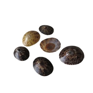 เปลือกหอยสังข์สำหรับงานฝีมือจากธรรมชาติเปลือกหอยเต่าหอยทะเล - Product Image 5