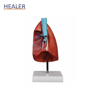 Life-Size Human Anatomical <strong>Larynx</strong> Heart Lung Model with Removable Lobes for Medical Science - Product Image 5