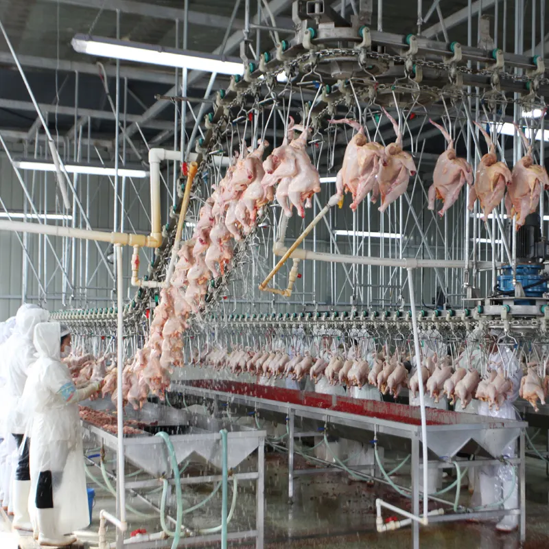 Machine d'abopdage automatique pour volaille, équipement idéal pour la Production de poulet, traitement des balles