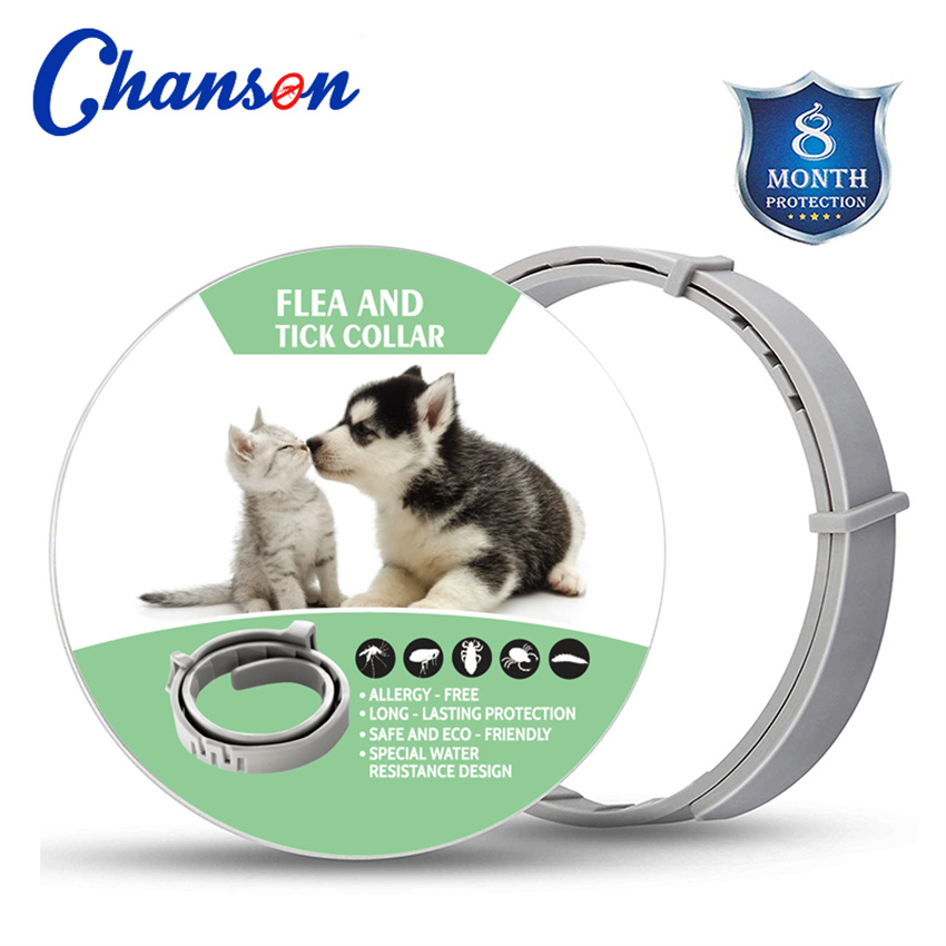 Cat (gray)