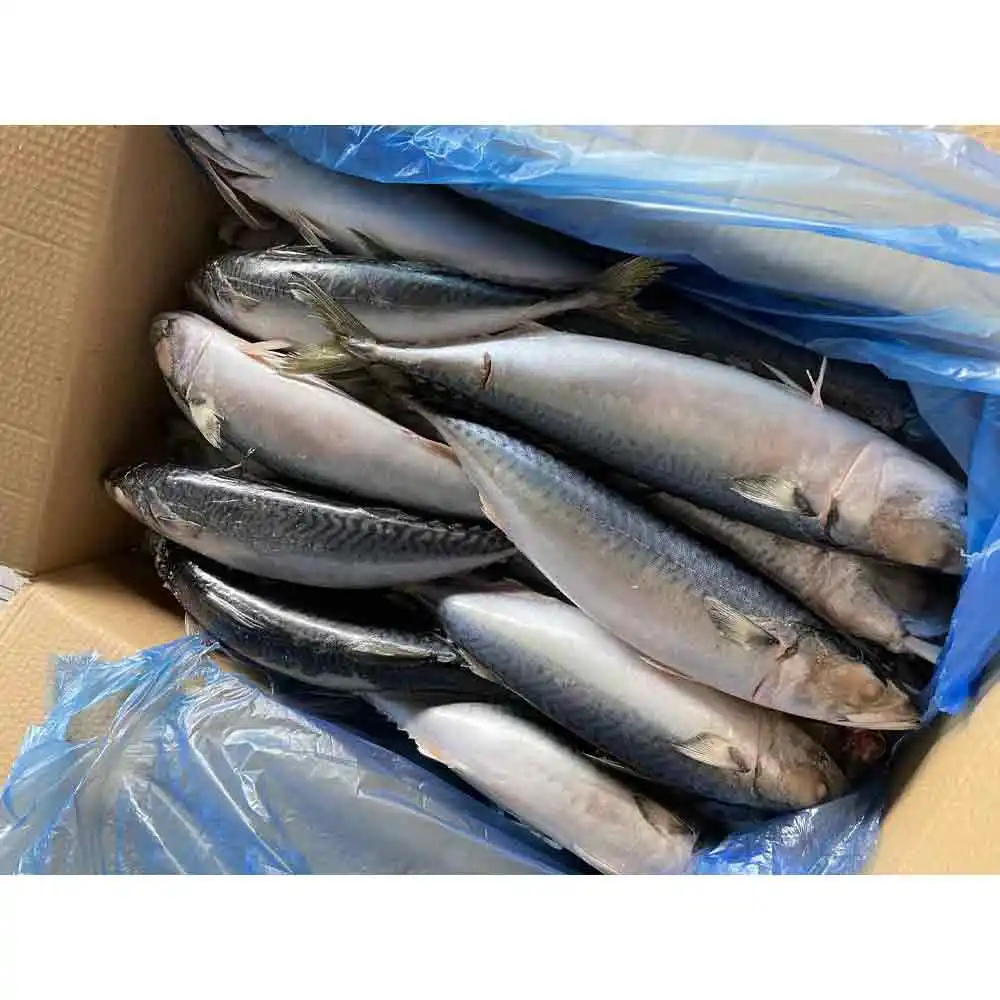 Çin ihracat dondurulmuş balık tedarikçiler bqf bütün yuvarlak dondurulmuş emzikli uskumru balık pasifik uskumru
