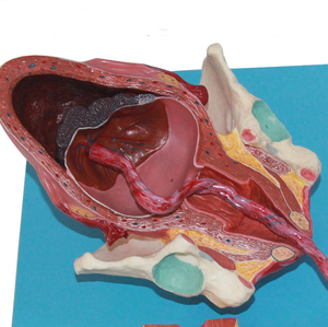 แบบจำลองกระบวนการเกิดทางกายวิภาควิทยาศาสตร์การแพทย์ plevis และแบบจำลองทารกในครรภ์ระยะเต็มรูปแบบสำหรับรูปแบบการสอนของจักรวาล