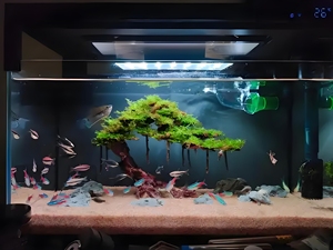 Bể cá kính gia đình cỡ lớn, kích thước tùy chỉnh, trong suốt, phẳng, chắc chắn, thiết bị bể cá đặt làm riêng cho nhà bếp & trang trí năng lượng mặt trời - Product Image 3