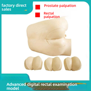 Advanced Digital PVC Training Model for Prostate Examination Rectal <strong>Palpation</strong> Simulation of DRE in Medical School Diagnosis - Product Image 2