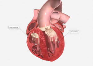 Virtual Anatomage Table 3D Sistema de anatomía humana Software y equipo para enseñar - Product Image 4