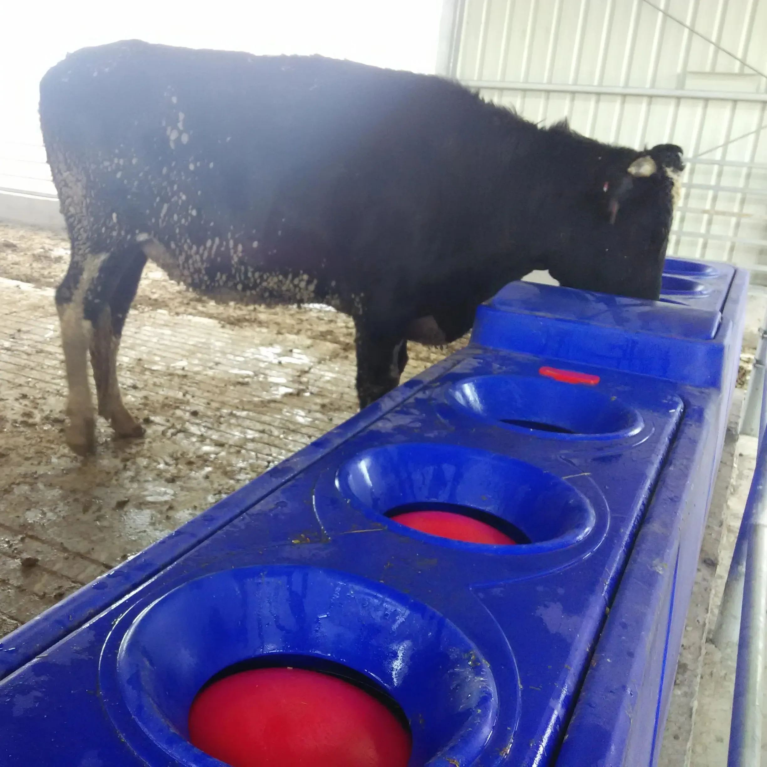 Azul 4m automático calentado para ganado agua potable bebedero de agua de vaca