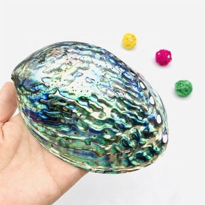 เปลือกหอยเปลือกหอยเปลือกหอยเป๋าฮื้อธรรมชาติสะอาดและขัดเงาสูง - Product Image 5