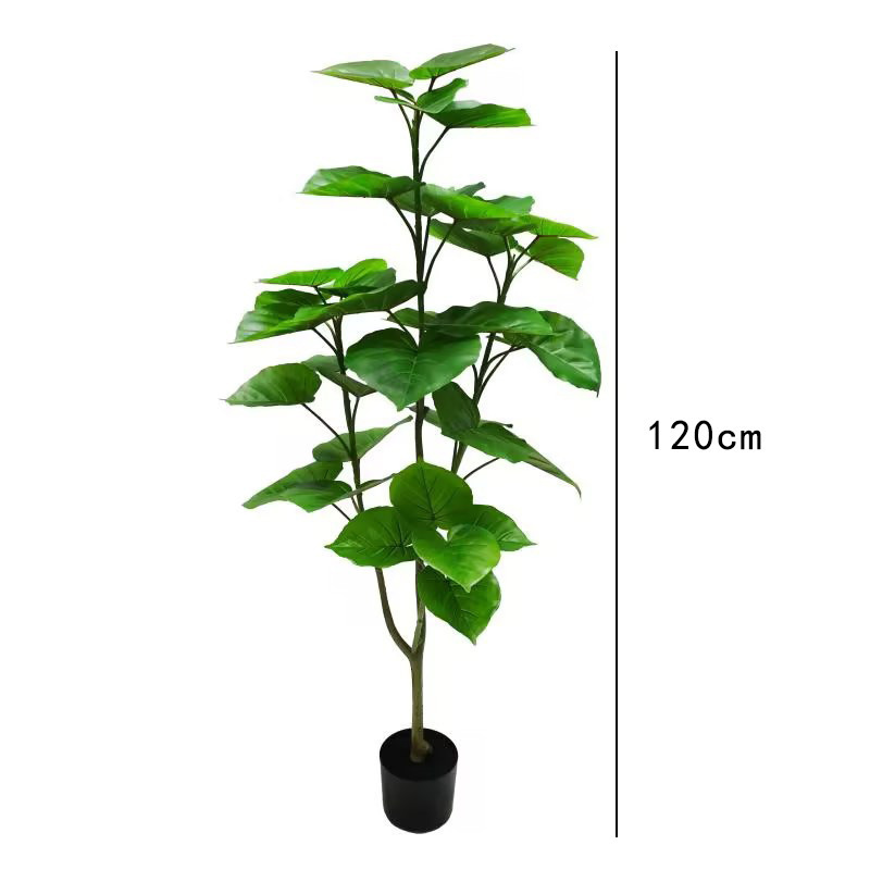 Figue de laitue 120cm