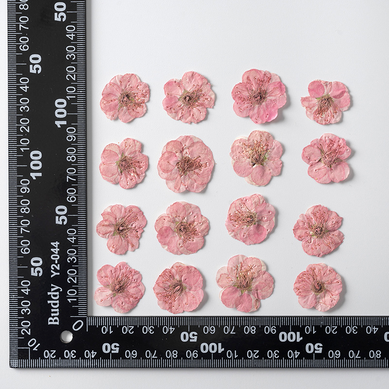 Teint rose 12 pcs/sac