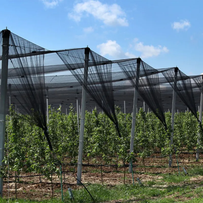 Pertanian Kebun Anggur pohon apel hitam jaring Anti hujan es Net panen zaitun Anti hujan es jaring pelindung plastik
