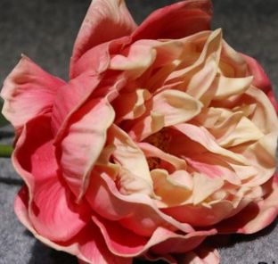 Rosa scuro