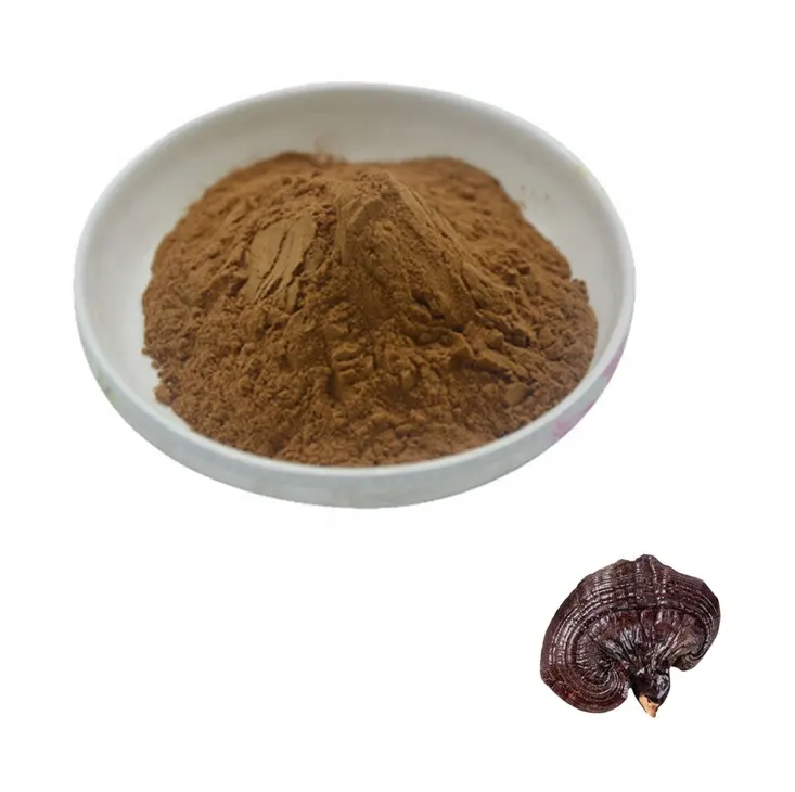 Reishi Mushroom Extract 4% Triterpeen 10% Polysacchariden