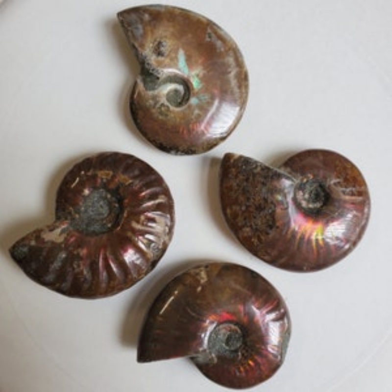 Ammolite Shell Fossil