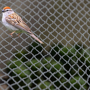 Red para pájaros, venta al por mayor, resistente a la erosión, poliéster duradero, red para pájaros blancos, nailon, HDPE, red antipájaros anudada transparente