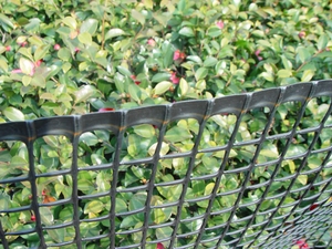 Rete a traliccio in plastica al miglior prezzo rete a rete da giardino per la protezione delle piante all'aperto - Product Image 4