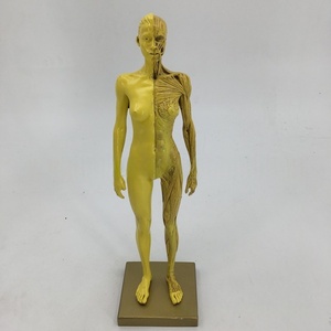 30cm Resin Anatomy Model Artistic CG Drawing Sculpture for Fine <strong>Arts</strong> and Medical School Teaching Muscle and Skeleton Structure - Product Image 5