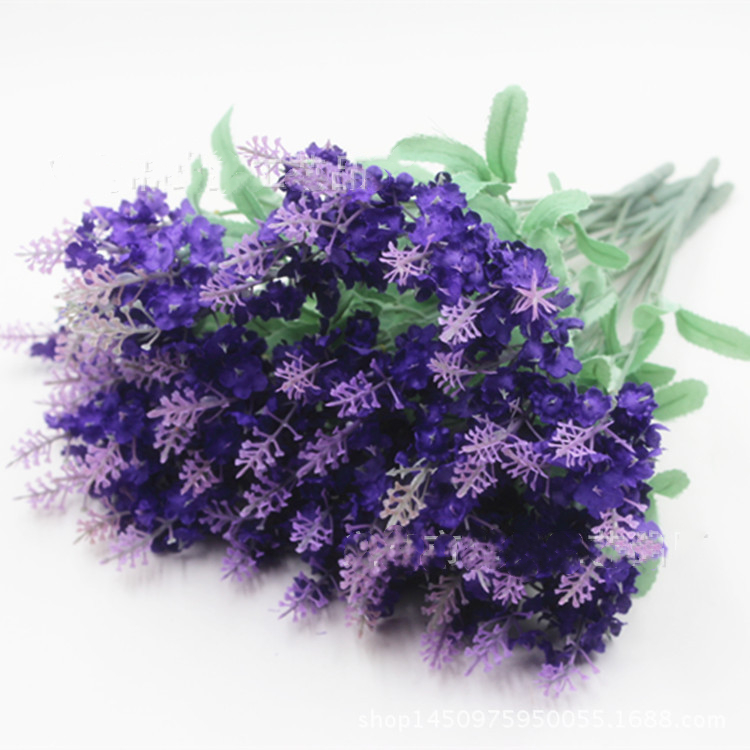 Pourpre