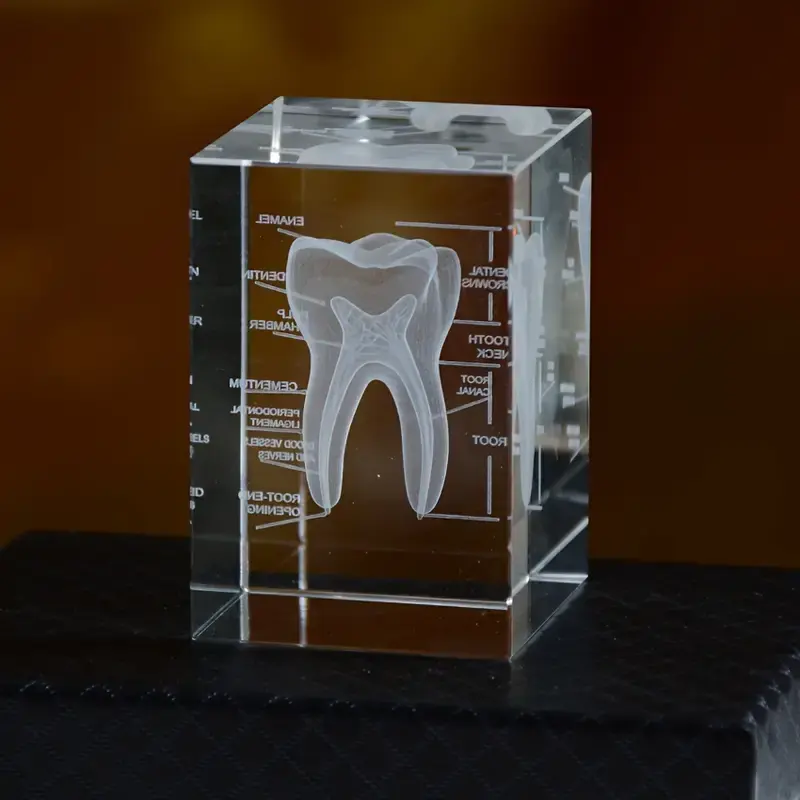 Cubo laser personalizzato 3d per decorazione della tavola modello di educazione scientifica del dente della cavità orale souvenir