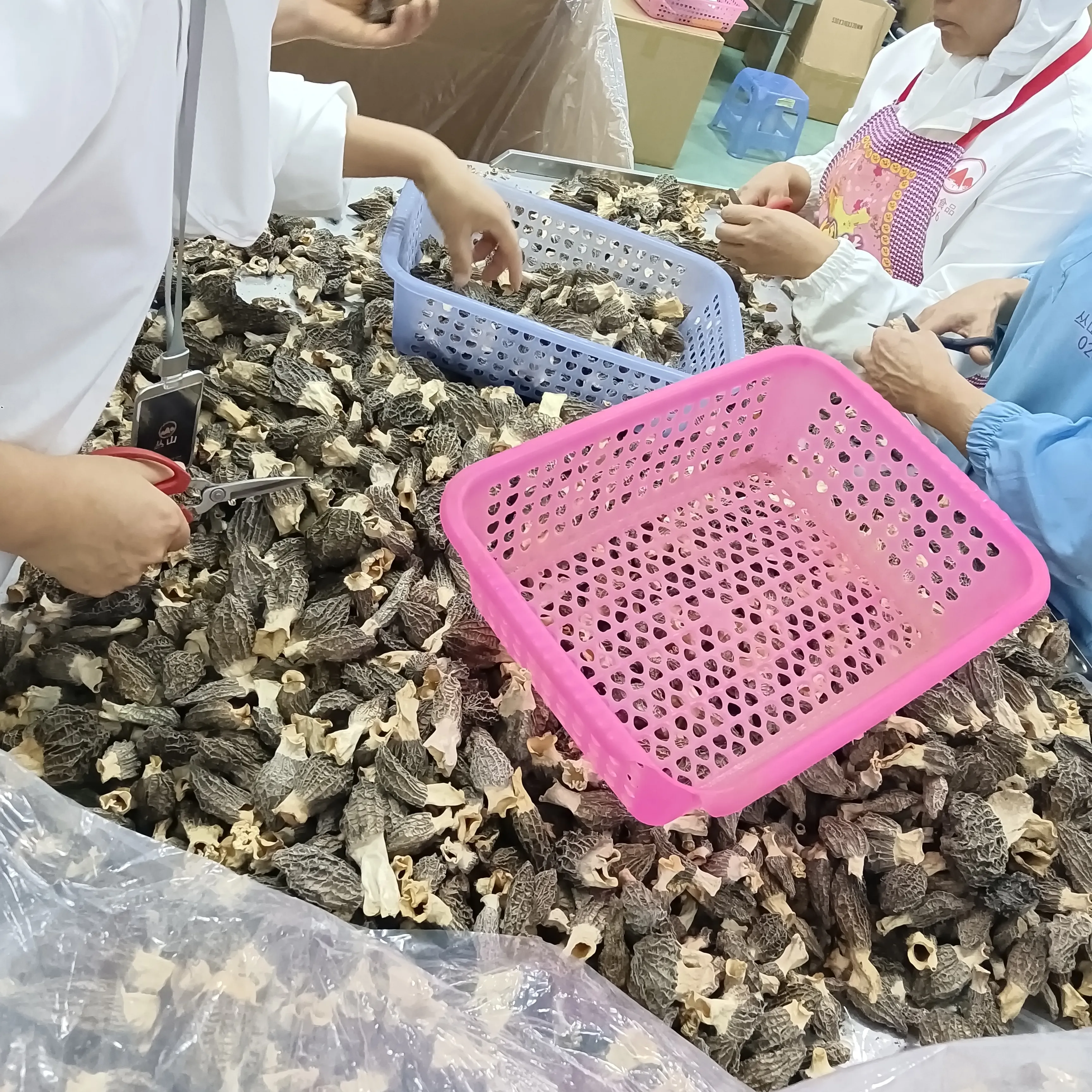 IQF wild Wholesale Bulk frozen morchella Morel Mushroom price