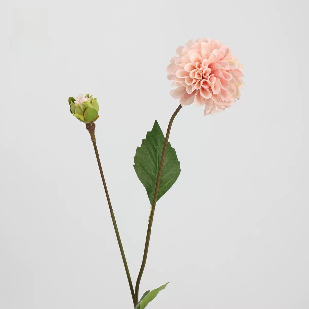 Petite boule pennée de Dahlia des Pays-Bas (rose champagne)