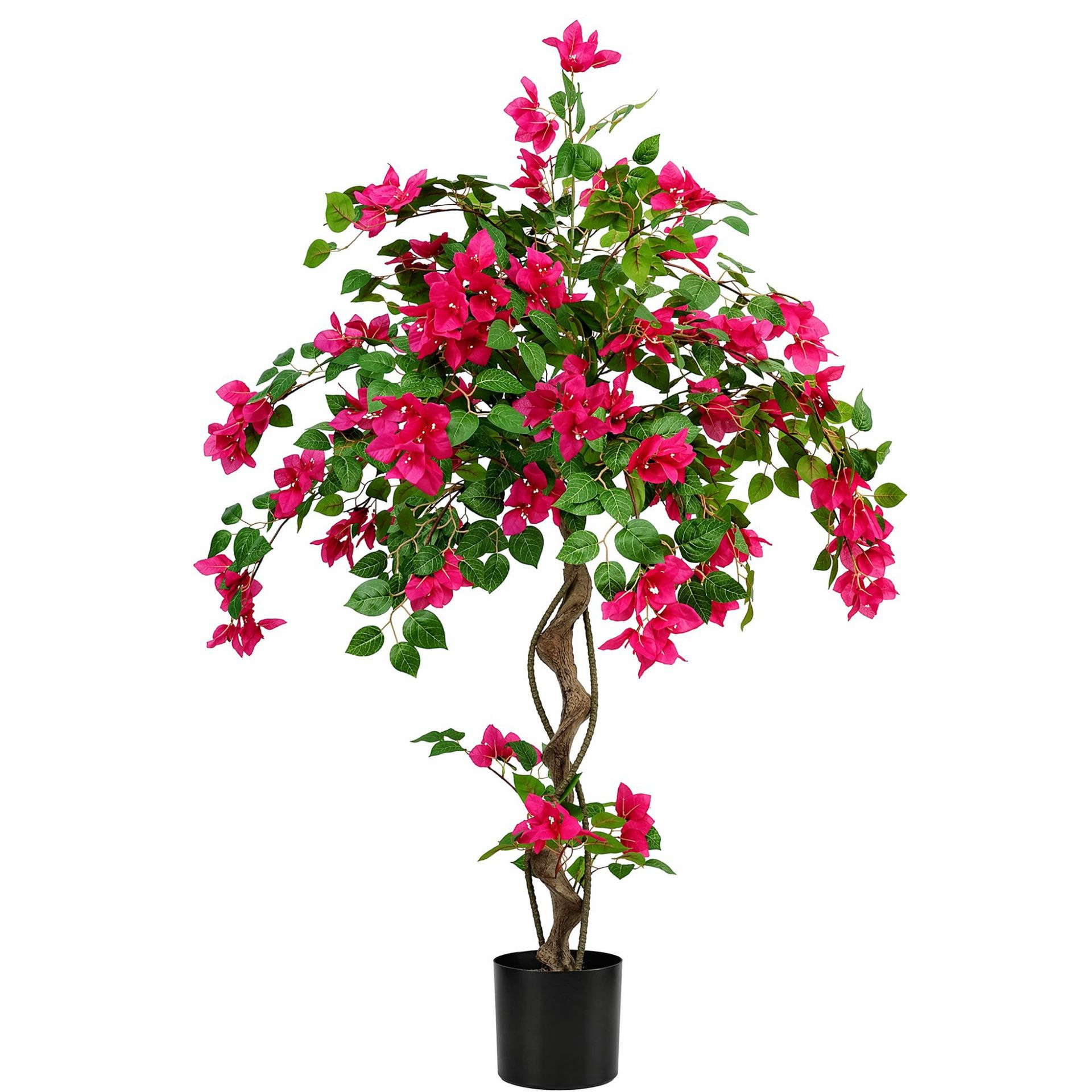 albero di bouganville rosso 2