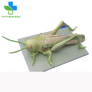 רפואי מדע מוגדל ארבה דגם 3d מבנה בעלי החיים ארבה דגם הוראה אנטומיים ארבה דגם