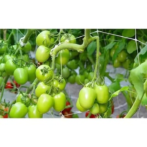HDPE/PE/PP Extrudiertes Gitter Pflanzen unterstützung snetz Kunden spezifisch geschnittene Kunststoff netze zum Schutz - Product Image 3