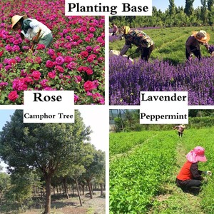 Bulk Wholesale 100% Pure Natural Peony Essential <strong>Oil</strong> Peony <strong>Oil</strong> for Soap Candles - Product Image 5