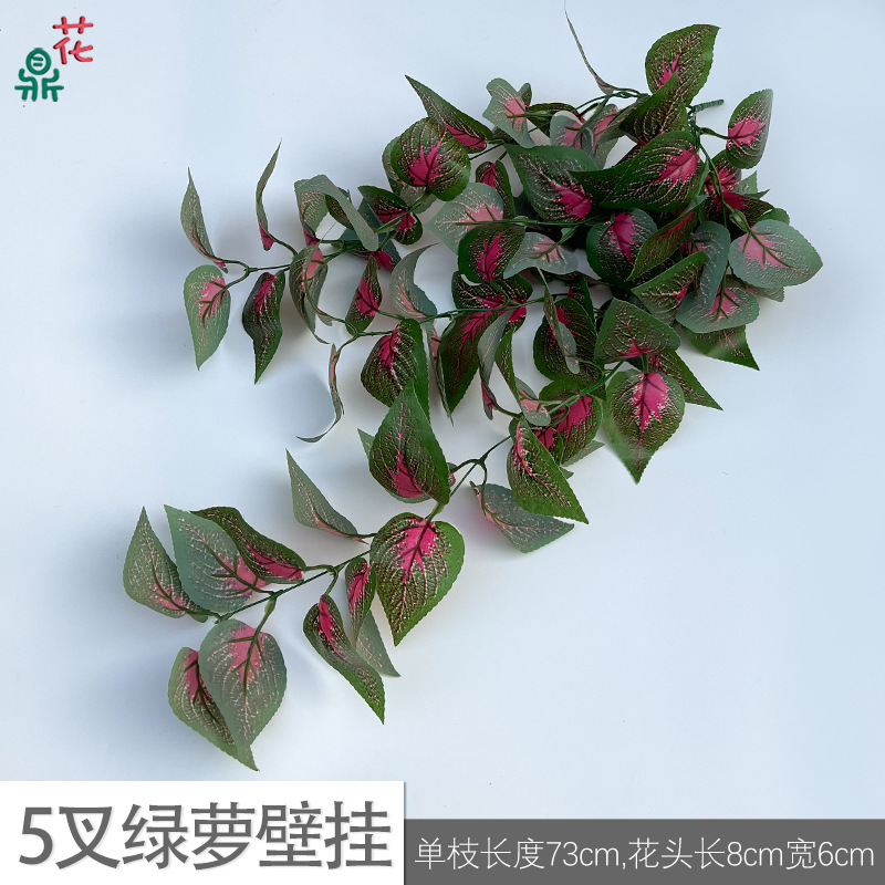 Pothos à 5 fourches à suspendre au mur BLS, noyau rose vert