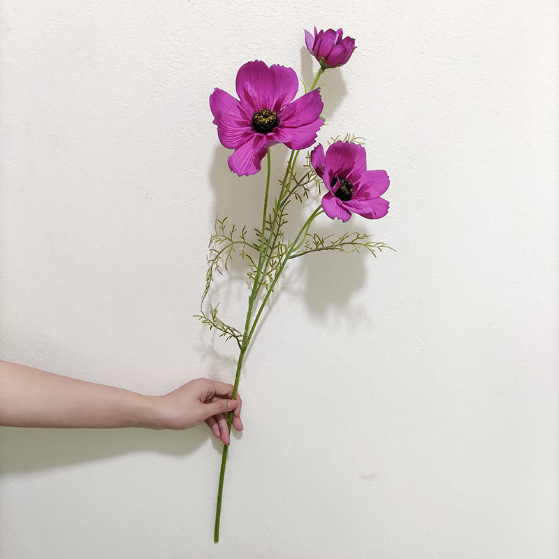 Pourpre