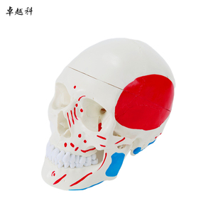 Life-Size <strong>3</strong>-Part <strong>Human</strong> Skeleton Model with Muscle Origin and Insertion Points Color-coded Skull Model for Medical Science