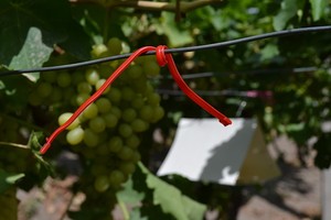 害虫駆除製品セックスフェロモネ農業のメイティング混乱ディスペンサー