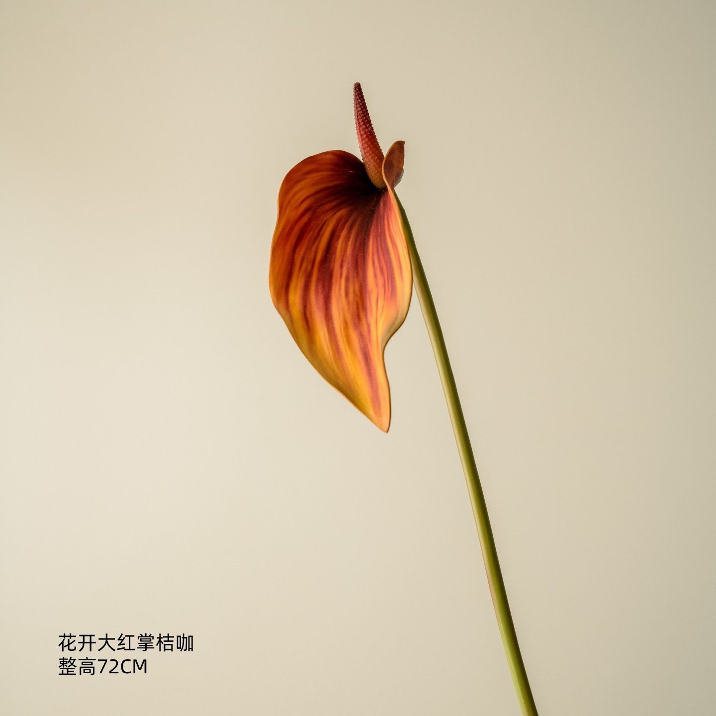 Café Orange Anthurium Rouge Floraison