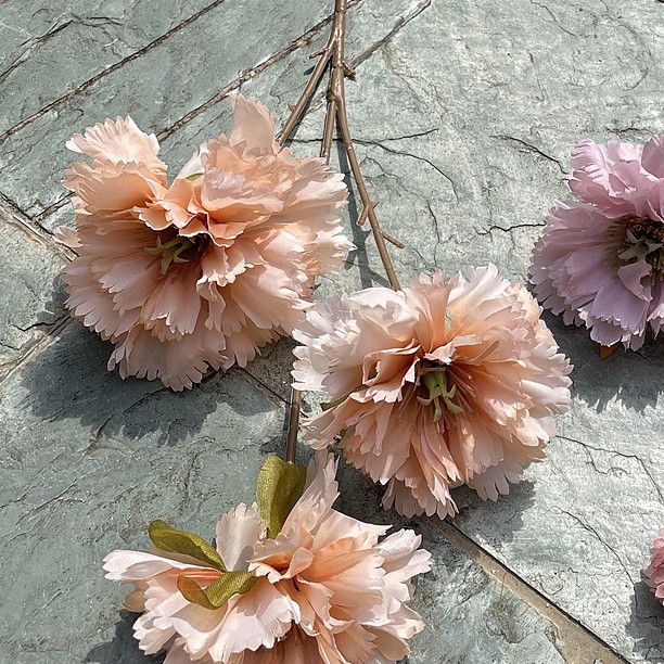 3 xiangfei peony champagne