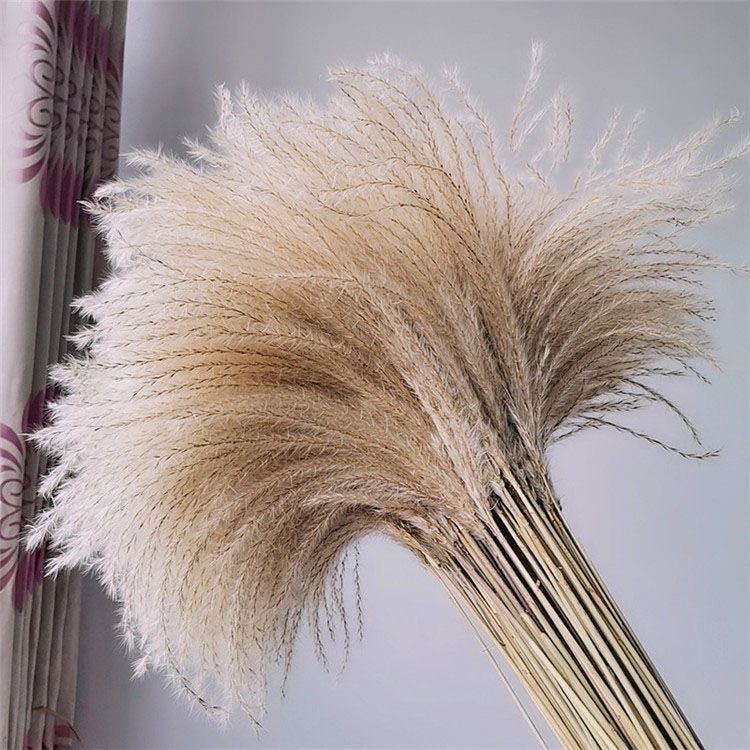 100 small reeds