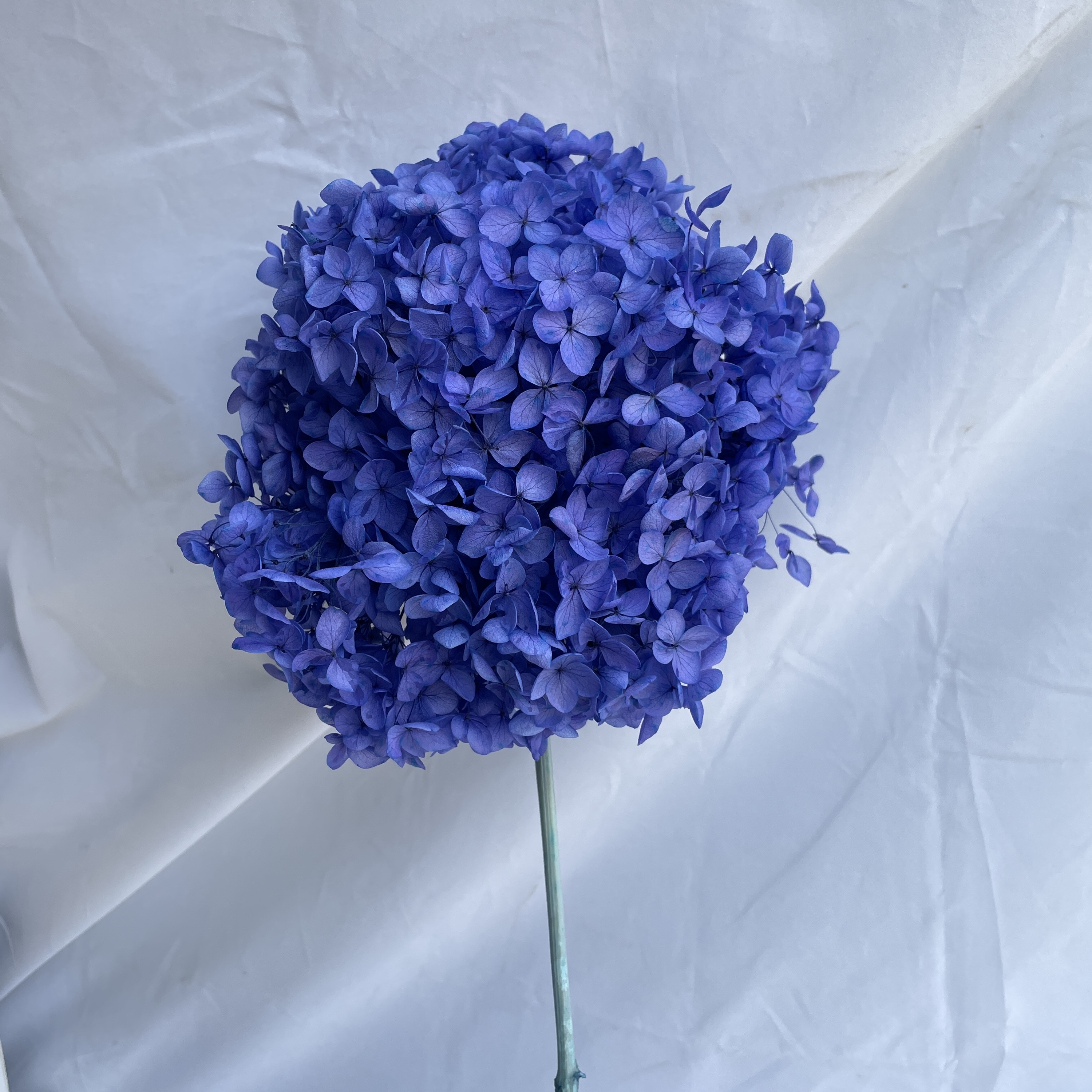 viola