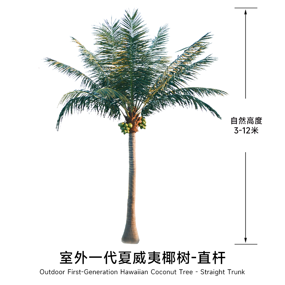 Cocotier hawaïen