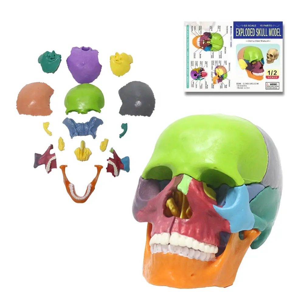 Modelo de cráneo humano 1/2, tamaño medio, 15 piezas, modelo de calavera de color, de PVC Material, escultura de boceto, modelo anatómico de ciencia médica
