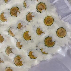 Y-E005 doğal gerçek kasımpatı çiçeği beyaz papatyalar kurutulmuş preslenmiş çiçekler reçine takı kolye kart yapımı yüzük