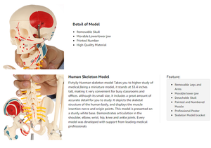 Giải phẫu phòng thí nghiệm giáo dục Mô hình bộ xương người với các tĩnh mạch thần kinh và động mạch sọ Mô hình giải phẫu y tế Mô hình bộ xương người - Product Image 5
