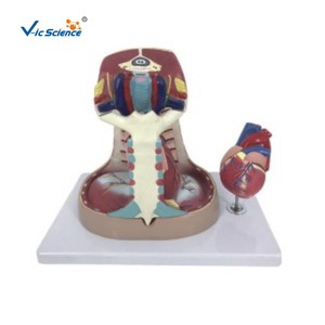 Trung thất Silicone con người Mô hình giải phẫu enovo mô hình y tế - Product Image 1