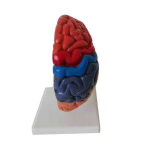 人脑医学人体解剖学彩色脑功能模型 - Product Image 2