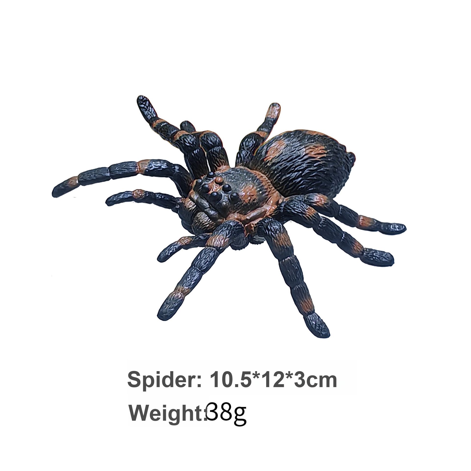 Araignée colorée