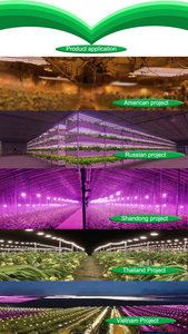厂家直销SMD LED 2016光源0.2w 450-460NM蓝光LED植物光源 - Product Image 5